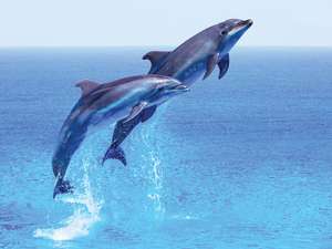 March Is Dolphin Awareness Month | Britannica.com