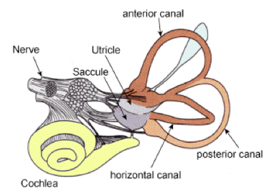 The Vestibular System - VetSci